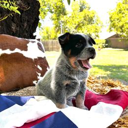 Shiloh - Blue speckled female Australian Cattle Dog puppy in Red Bluff, California from Route 99 Heelers