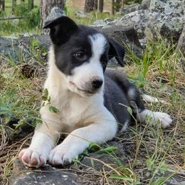 Slick - Black and white male Border Collie puppy in Custer, South Dakota from Pinpoint Border Collies