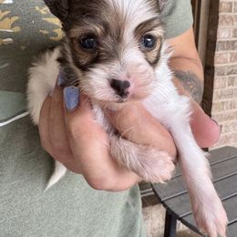 Cotton - White and sable female Papillon puppy in Boardman, Ohio from Taliaferro Kennel