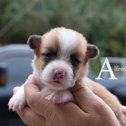 Alfred - Red male Pembroke Welsh Corgi puppy in Manchester, Kentucky from Riverside Corgis