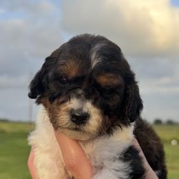 Ember - Chocolate female Cavapoo puppy in Ville Platte, Louisiana from The Barkery