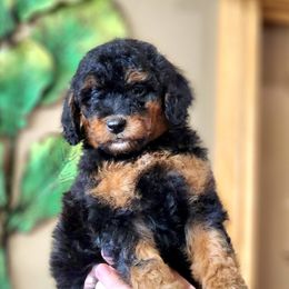 Bernedoodles, Cavapoos, Cockapoos, Goldendoodles, Havapoos, and Poodles from Farquharson's Poodles&Doodles