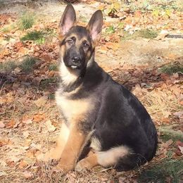 German Shepherd Puppies from Spruce Valley German Shepherds