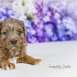 Aussiedoodle Puppies from Dreamcatcher Dogs
