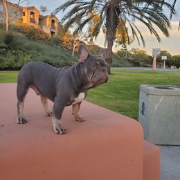 French Bulldog Puppies from Quality Control Frenchies
