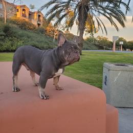 French Bulldog Puppies from Quality Control Frenchies
