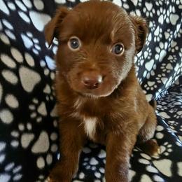 Girl 2 - female Miniature American Shepherd puppy in Placentia, California from Tru Cal Aussies
