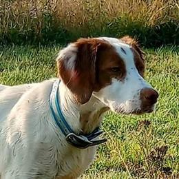 Remi - Brittany