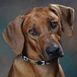 Rhodesian Ridgebacks from Mardi Gras Rhodesian Ridgebacks
