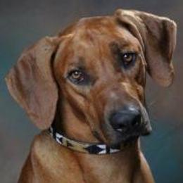 Rhodesian Ridgebacks from Mardi Gras Rhodesian Ridgebacks