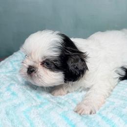 Ross - Chocolate male Shih Tzu puppy in Ocala, Florida from Mimi's Shih-tzus of Ocala