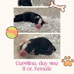 Carolina - Black tri-color female Australian Shepherd puppy in Pamplico, South Carolina from Greywood Farm Aussies