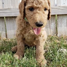 Goldendoodle Puppies from Penny Doodles
