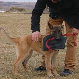 Belgian Malinois puppies from Nebraska K9