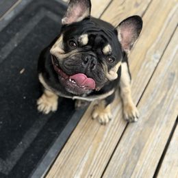 Rowen - Black and tan male French Bulldog puppy in Kalispell, Montana from Grace & Grit Frenchies