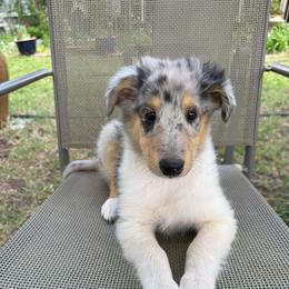 SOPHIA - Blue merle female Collie puppy in Yukon, Oklahoma from ColliesOklahoma