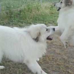 Great Pyrenees from Nancy Carr's Great Pyrenees