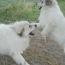 Great Pyrenees from Nancy Carr's Great Pyrenees