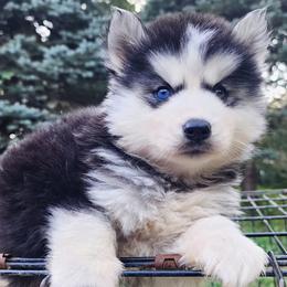 Ringo - Black tan and white male Siberian Husky puppy in Woodlawn, Virginia from Delta Huskies