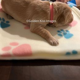 Golden Retriever Puppies from Golden Kiss Retrievers