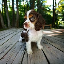 Cocker Spaniel Puppies from Hallmark Cocker Spaniels