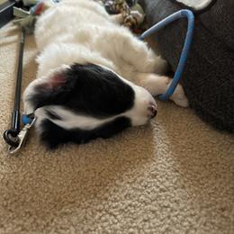 Sporty Mix Puppies from Seay's Sporty Mixes