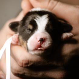 Benjamin - Black and tan male Pembroke Welsh Corgi puppy in South Otselic, New York from Ridge Top Corgis