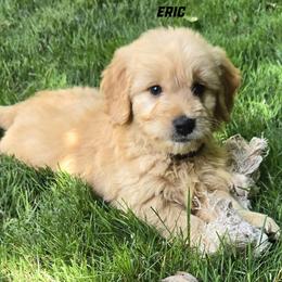 Boy 2 - Cream male Goldendoodle puppy in Milford, Michigan from Servant Kennel