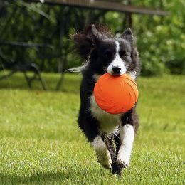 Border Collies from Sugar Hill Border Collies