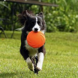 Border Collies from Sugar Hill Border Collies