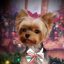 Lia - Yorkshire Terrier