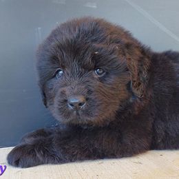 Hailey (Purple) - Black female Newfoundland puppy in Winfield, Pennsylvania from Najuananlo Newfoundlands