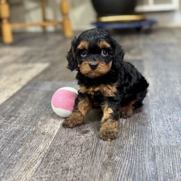 Spirit - Black and tan female Cavapoo puppy in Macomb, Missouri from Hunter's Puppies