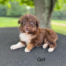 Bolt - Red tri-color female Australian Shepherd puppy in Big Sandy, Texas from Rocking S Ranch