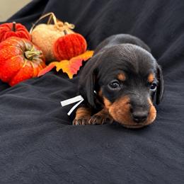 Nani AKC - curly tail - 3,220 - Black and tan female Dachshund puppy in Indian Trail, North Carolina from Hilda’s Teenie Weenies