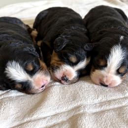 Bernese Mountain Dog puppies from N.W. Mountain Retrievers