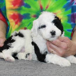 PEDRO - Black and white male Portuguese Water Dog puppy in Beatrice, Nebraska from Success Portuguese Water Dogs