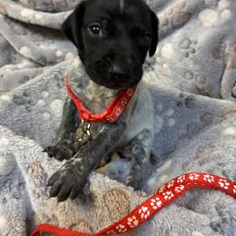 Red boy - Black roan male German Shorthaired Pointer puppy in Morley, Michigan from Winsome Farm