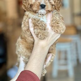 Cavapoo, Cockapoo, and Goldendoodle Puppies from Jolidoodles