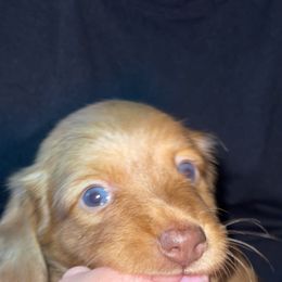 Dachshund Puppies from Briana's Dachshunds