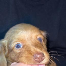 Dachshund Puppies from Briana's Dachshunds