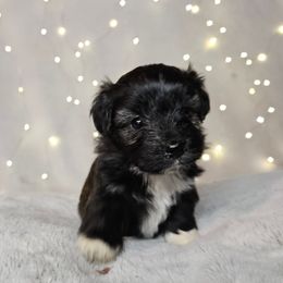 Sunflower Tiny Toy CKC - Sable female Aussiedoodle puppy in Doerun, Georgia from Twig & Tail Puppies