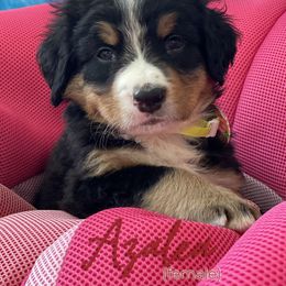 Bernedoodle and Bernese Mountain Dog Puppies from Faith and Family Farm