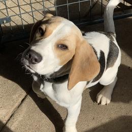 Arwen - Beagle