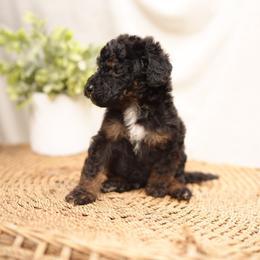 Jett - Phantom male Bernedoodle puppy in Spokane, Washington from Doodle Love