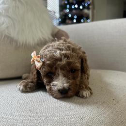 Cavapoo, Cockapoo, Goldendoodle, and Maltipoo Puppies from Perdue Puppies