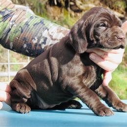Hazel - Liver female German Shorthaired Pointer puppy in Redding, California from Macushla Kennel