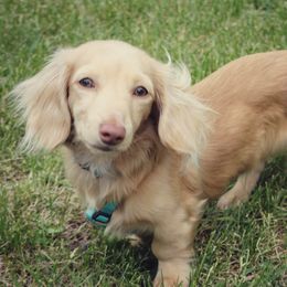 River - Dachshund