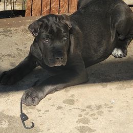 Charcoal black male - Black male Cane Corso puppy in Snellville, Georgia from A Really Good Kennel