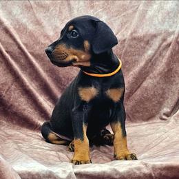 Z-05 - Black and rust female Doberman Pinscher puppy in Buckley, Washington from Blackthorn Kennel